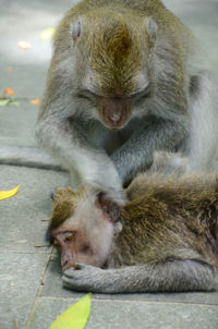 Monkey sitting outdoors