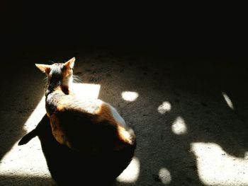 High angle view of cat sitting on shadow