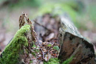 Close-up of moss on wood