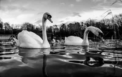 Swan floating in a lake