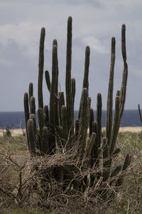 Cactus growing on beach against sky