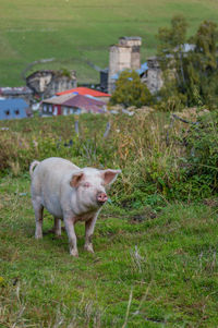 Pig at ushguli village