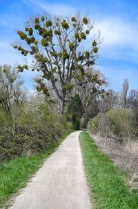 Road amidst trees on field against sky