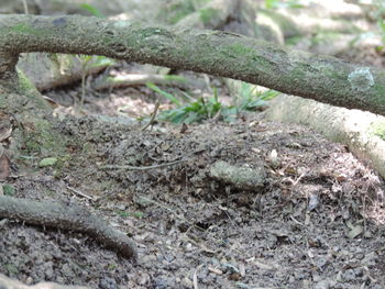 High angle view of lizard in forest