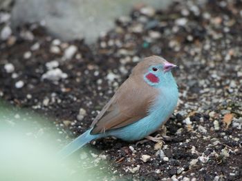 Close-up of bird perching outdoors