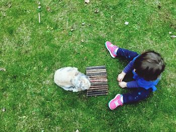 High angle view of dog on grass