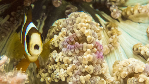 Close-up of fish underwater