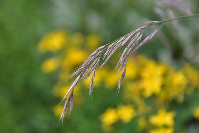 Close up of yellow flower