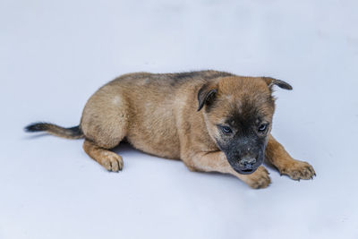 Dog lying on white background