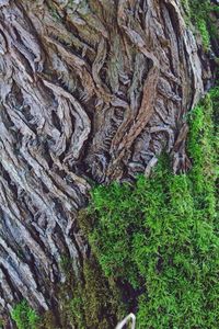 Close-up of tree trunk in forest