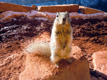 Portrait of squirrel on rock