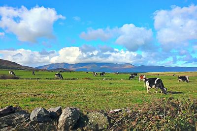 Cows grazing on field against sky