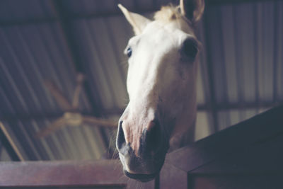 Close-up of white horse in stable