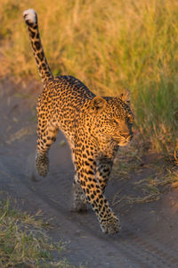 Leopard on field