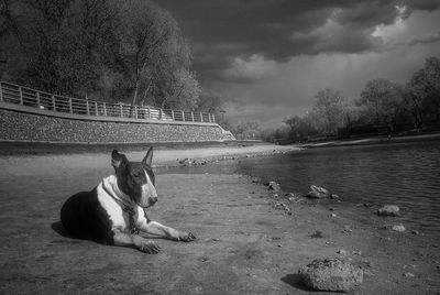 Dog relaxing in a lake