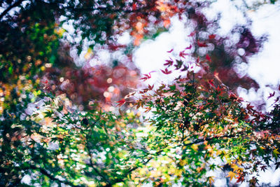 Low angle view of flowering tree