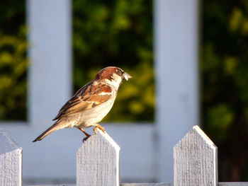 Close-up of bird perching on wooden gate 