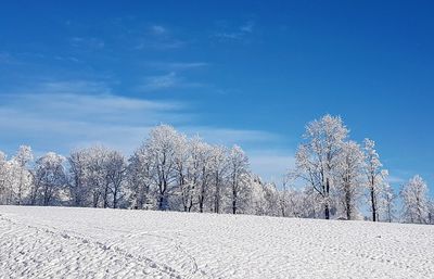 Bare trees on snow covered landscape against blue sky