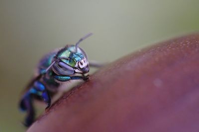 Close-up of shot of an orchid bee of the euglossini tribe. 