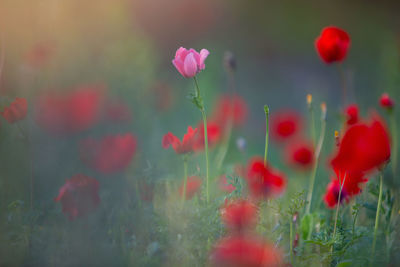 Close-up of red poppy flowers on field