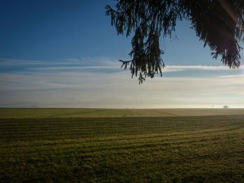 Scenic view of agricultural field against sky