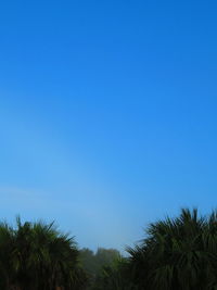 Low angle view of coconut palm trees against blue sky