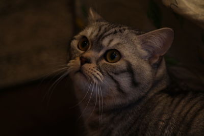 Close-up portrait of a cat looking away