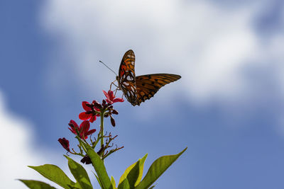 Close-up of butterfly against sky pollinating on flower