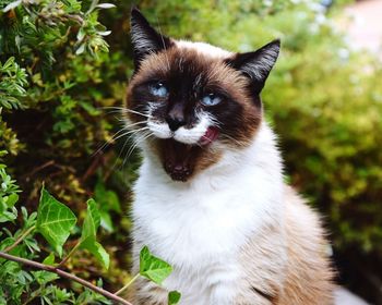 Close-up portrait of cat