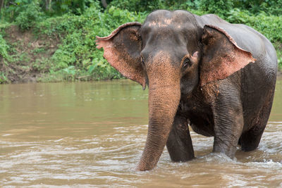 Elephant in river