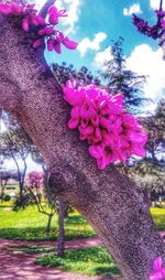 Close-up of pink flowers on tree trunk