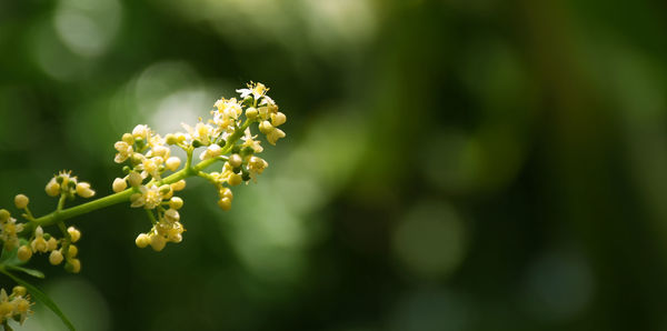 Azadirachta indica on a blurred background, neem flower on a blurred background