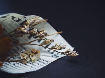 Close-up of white rose on table against black background