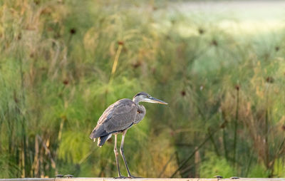 High angle view of gray heron perching on a field
