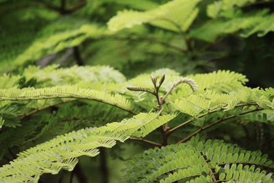 Close-up of fern