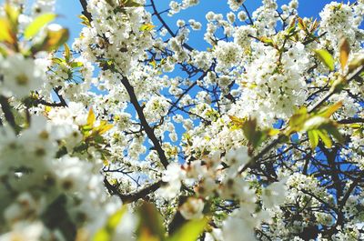 Low angle view of blooming tree against sky