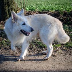 White dog standing on field