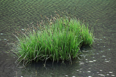High angle view of grass by lake