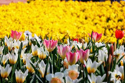 Close-up of yellow flowering plants on field