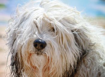 Close-up portrait of dog