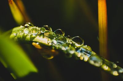 Close-up of water drop on leaf