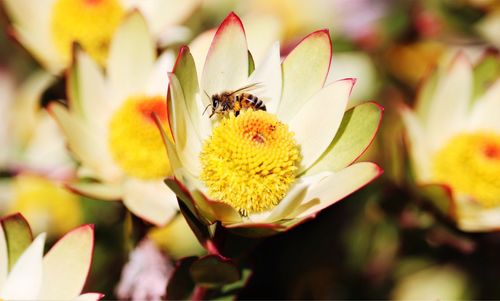 Close-up of bee pollinating on flower