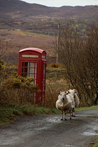 View of sheep on road