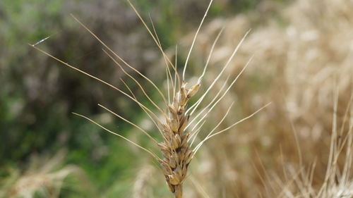 Close-up of wheat growing on field