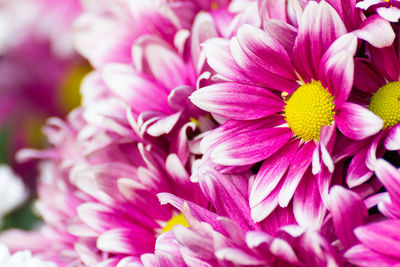 Gerbera flower of the daisy family, native to asia and africa, with large brightly colored flowers.