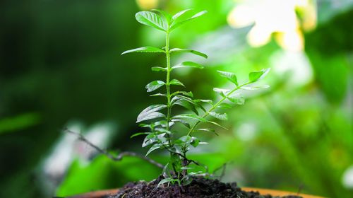 Close-up of leaves against blurred background