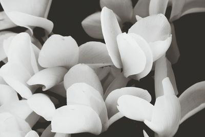 Full frame shot of white flowers