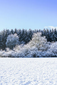 White trees on snow covered field against clear blue sky