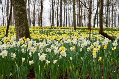 View of yellow flowering plants in field