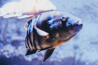 Close-up of fish swimming in sea